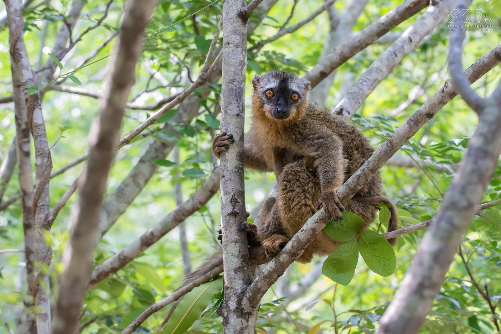 Isalo - Red-fronted brown lemur De ‘red-fronted brown lemur’ (Eulemur rufifrons) komt alleen voor in het westen en zuiden van Madagakar. Het is een zeer sociaal dier dat ook nieuwsgierig is. Ze leven in groepen van 4 tot 17 individuen. Stefan Cruysberghs